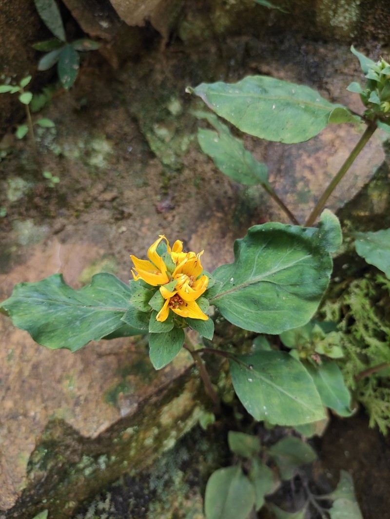 Lysimachia alfredi photo 6