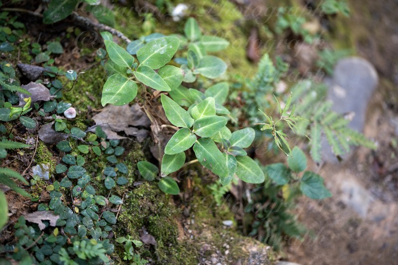 Lysimachia alfredi photo 7