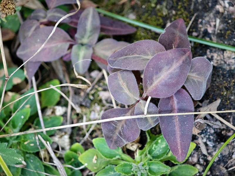 Lysimachia alfredi photo 8