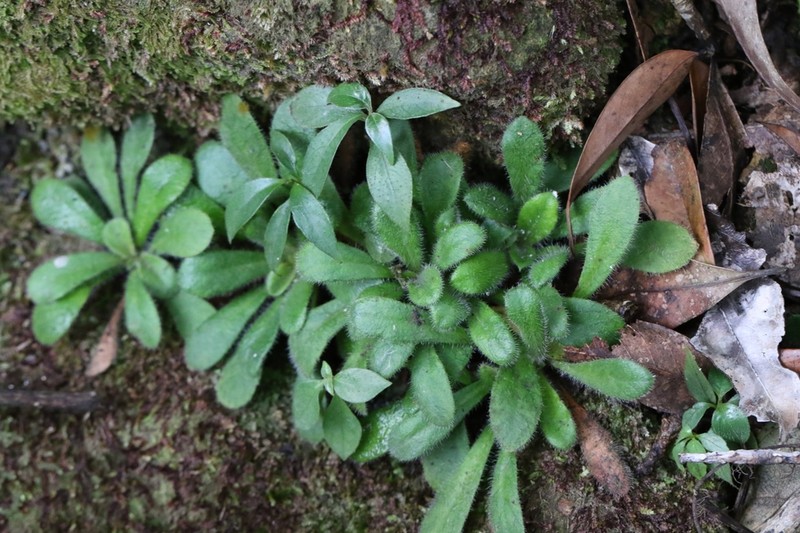 Lysimachia alpestris photo 2
