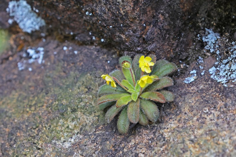 Lysimachia alpestris photo 3