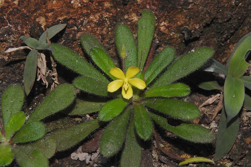 Lysimachia alpestris photo 4