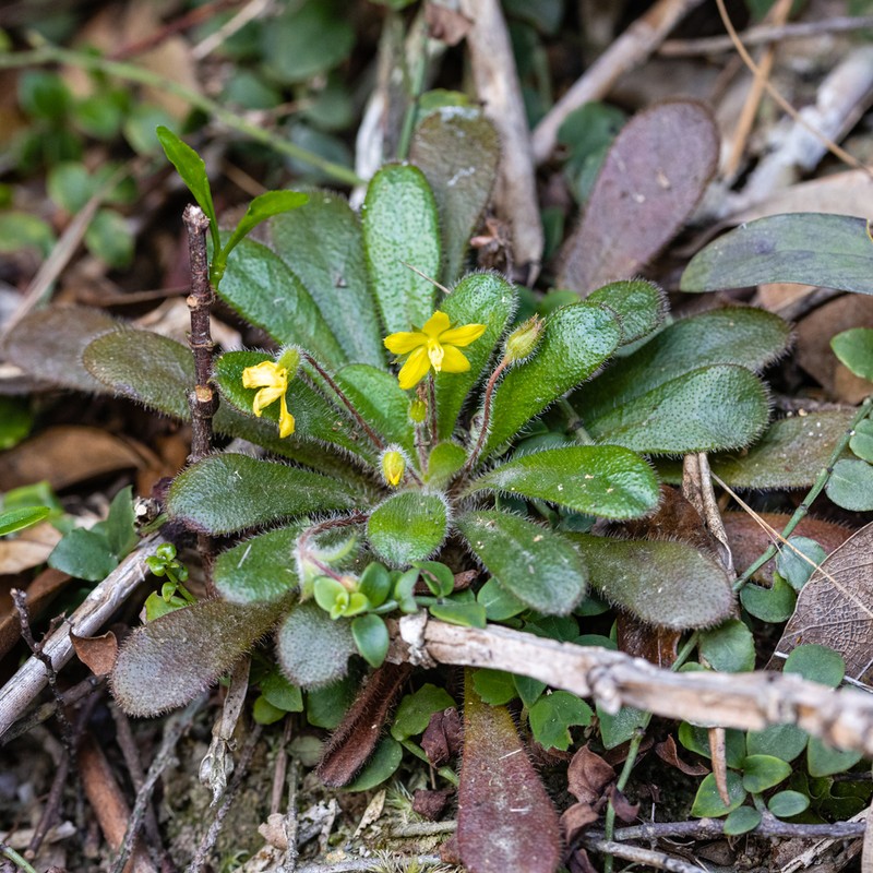 Lysimachia alpestris photo 5