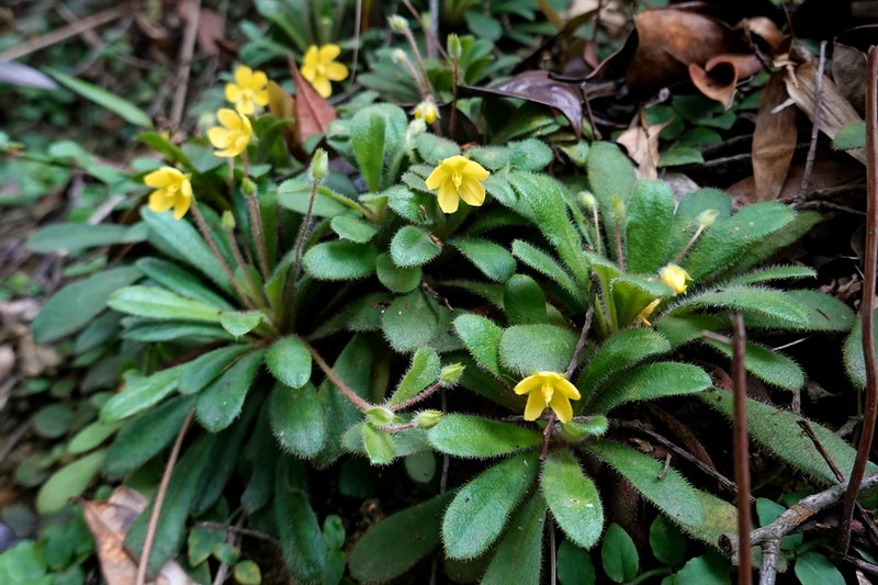Lysimachia alpestris photo 6