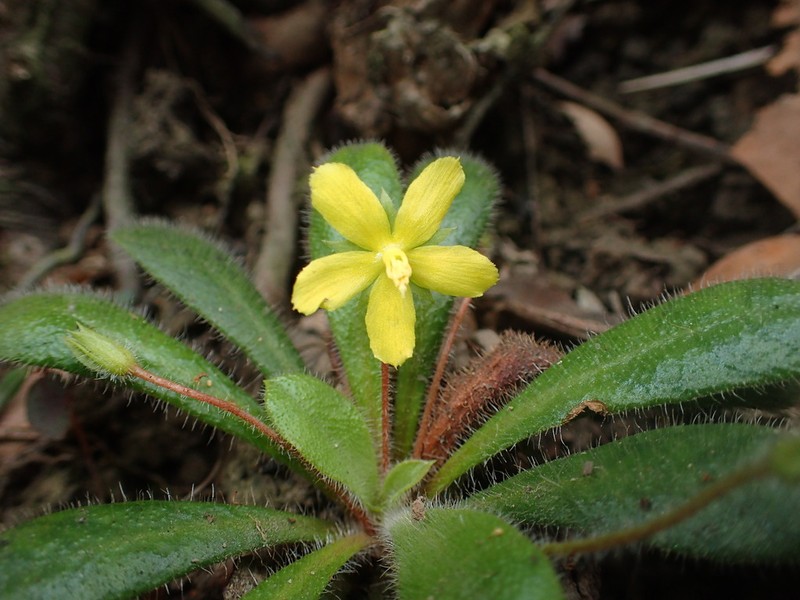 Lysimachia alpestris photo 7