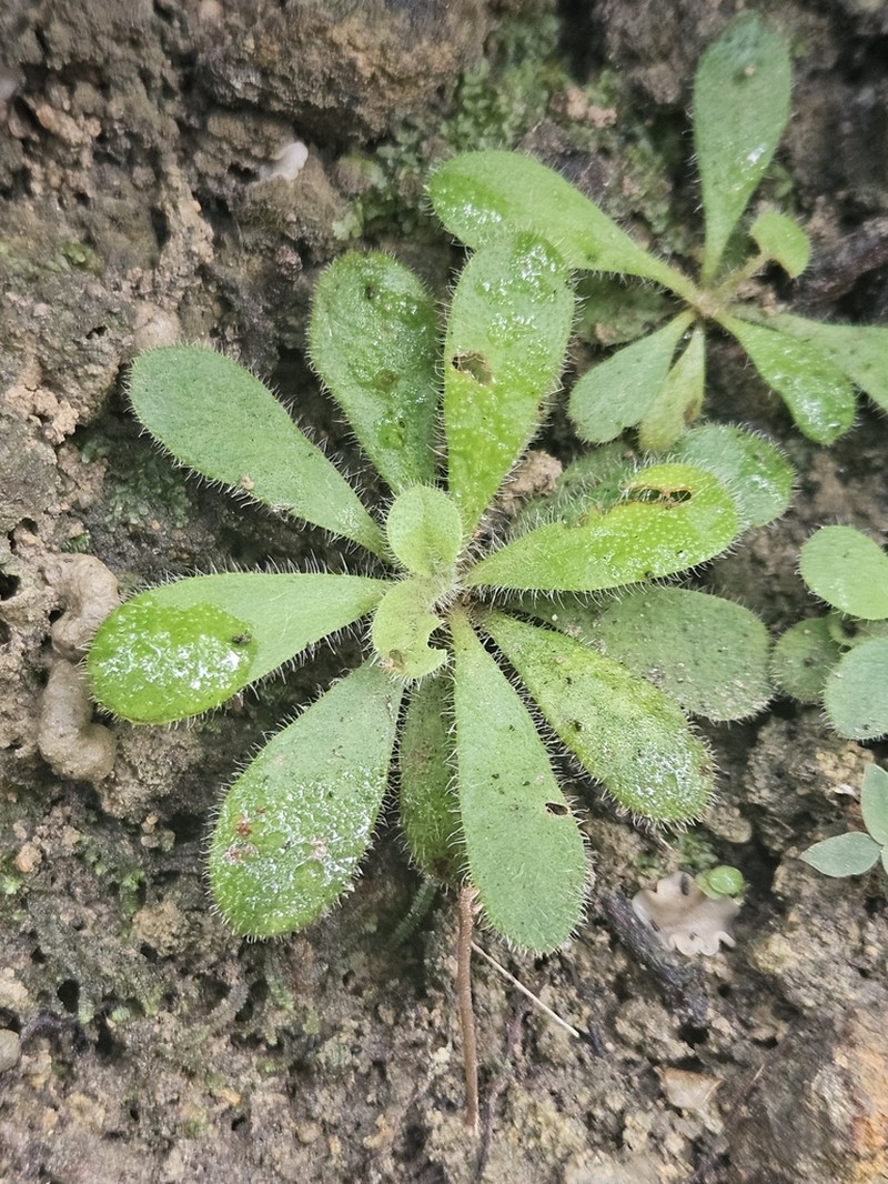 Lysimachia alpestris photo 8