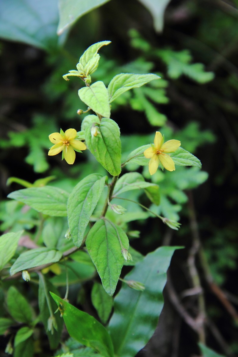Lysimachia alternifolia