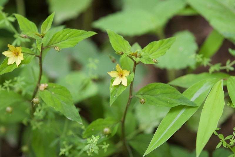 Lysimachia alternifolia photo 2