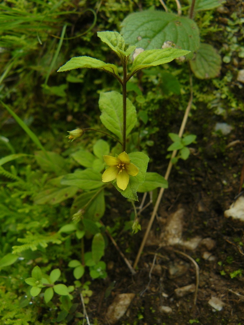 Lysimachia alternifolia photo 3