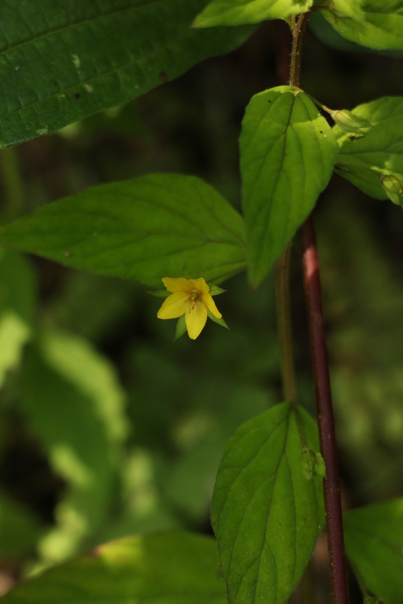 Lysimachia alternifolia photo 4