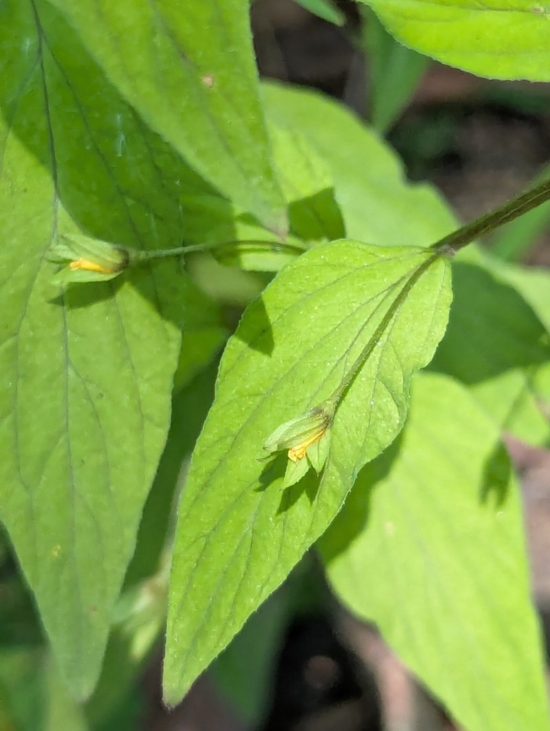 Lysimachia alternifolia photo 5