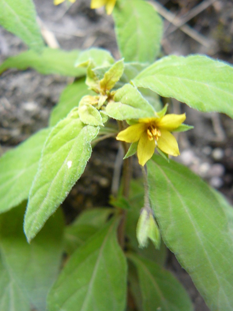 Lysimachia alternifolia photo 6
