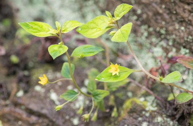 Lysimachia alternifolia photo 7