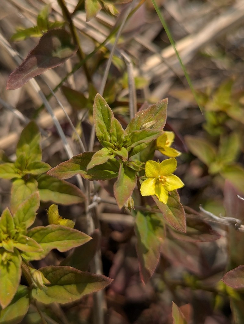 Lysimachia alternifolia photo 8