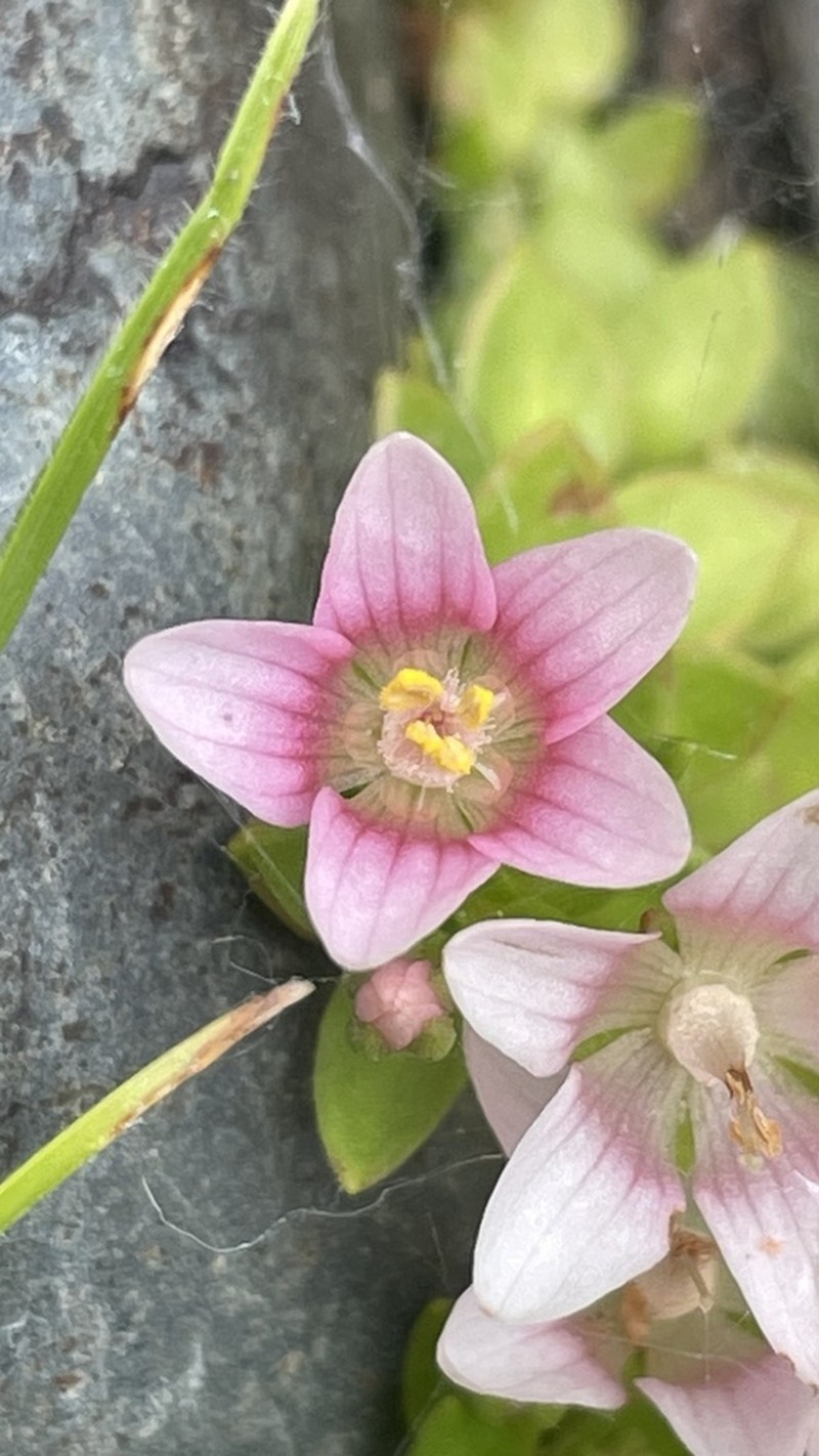 Lysimachia amoena