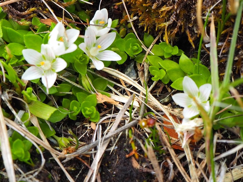 Lysimachia amoena photo 2