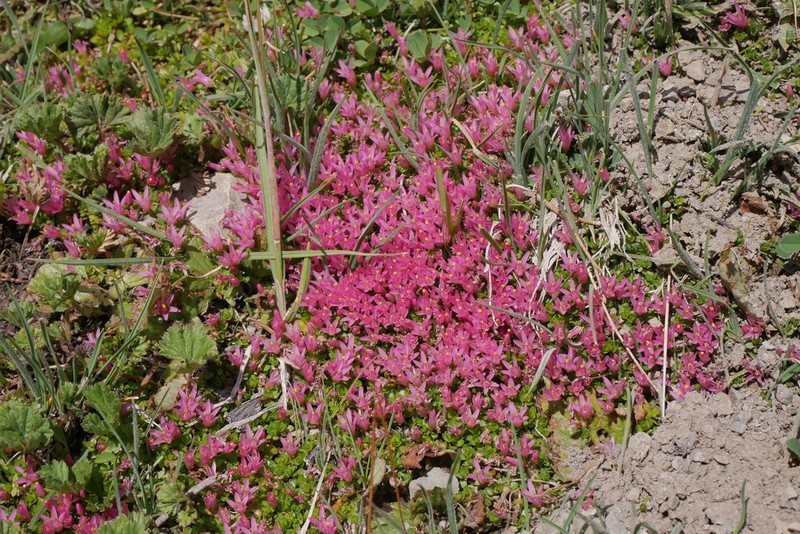 Lysimachia amoena photo 4