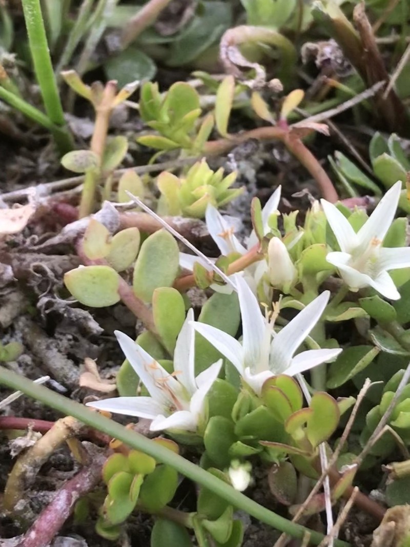 Lysimachia amoena photo 5
