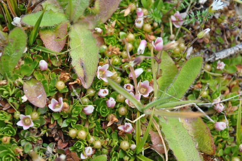 Lysimachia amoena photo 7