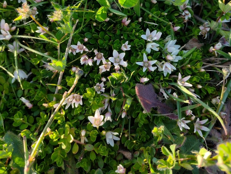 Lysimachia amoena photo 8
