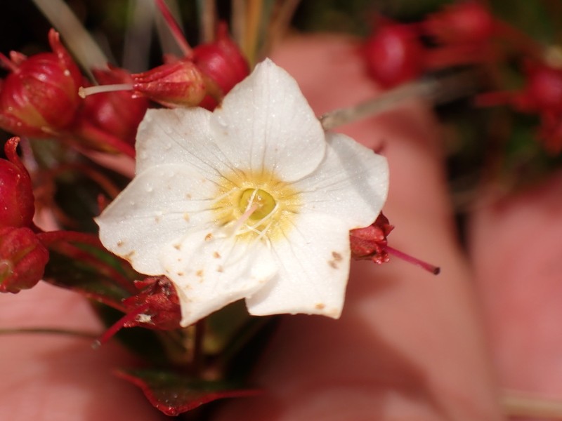 Lysimachia andina