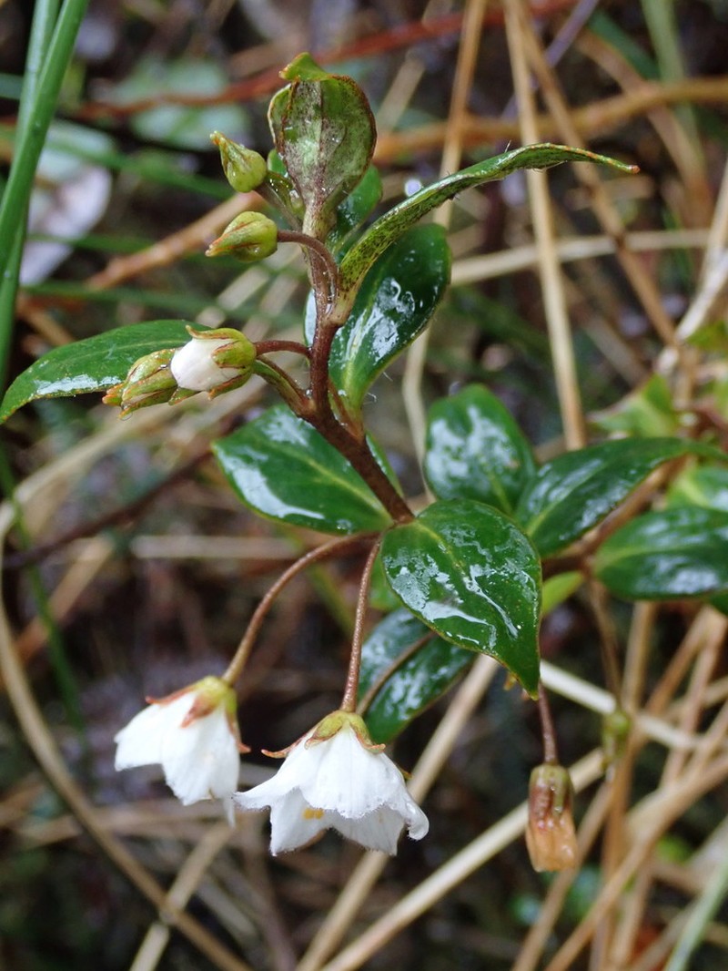 Lysimachia andina photo 2