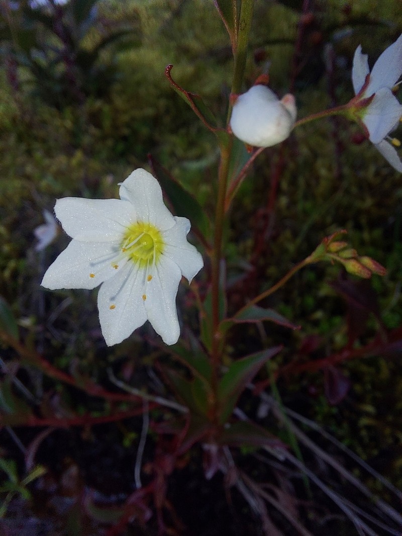 Lysimachia andina photo 4