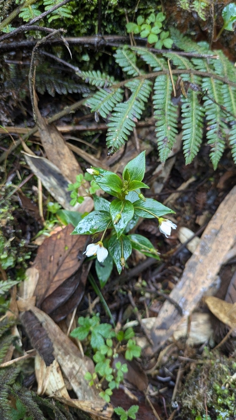 Lysimachia andina photo 5
