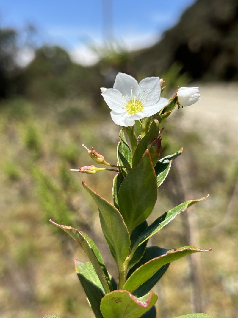 Lysimachia andina photo 7