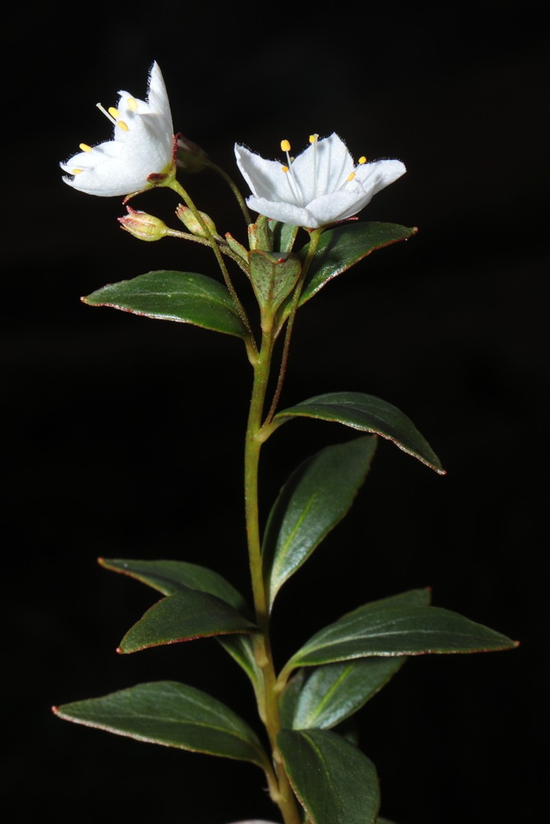 Lysimachia andina photo 8