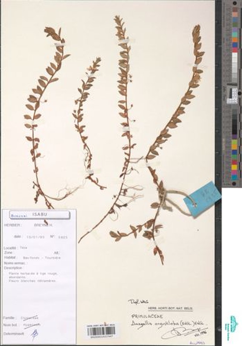 Lysimachia angustiloba photo 3