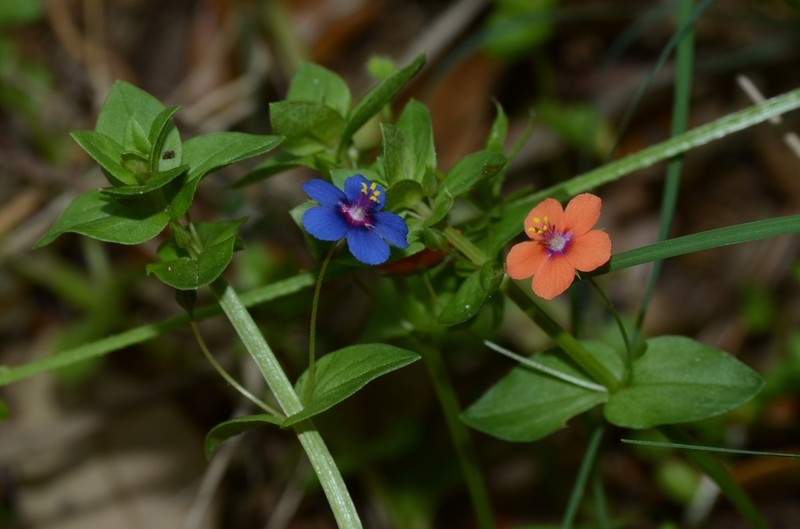 Scarlet Pimpernel photo 3