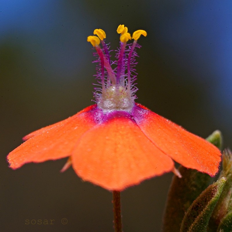 Scarlet Pimpernel photo 4