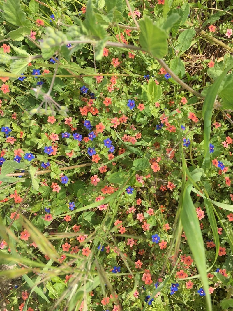 Scarlet Pimpernel photo 5