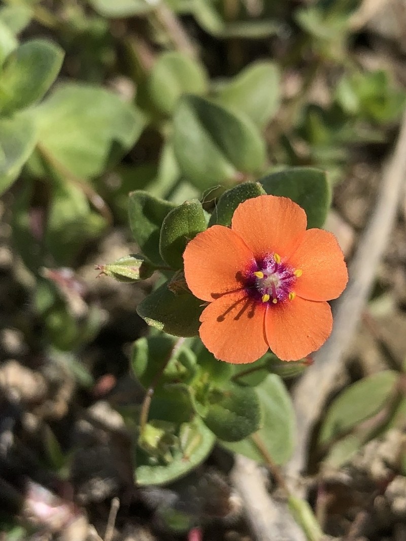 Scarlet Pimpernel photo 6