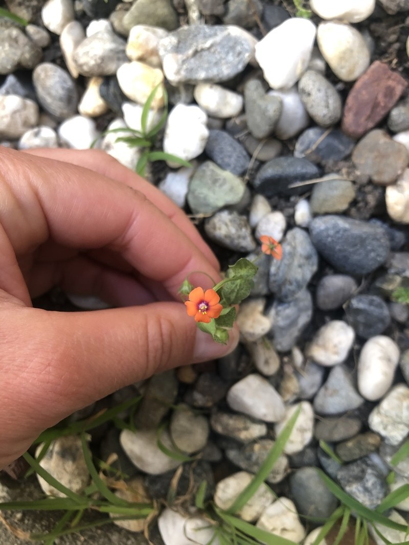 Scarlet Pimpernel photo 7