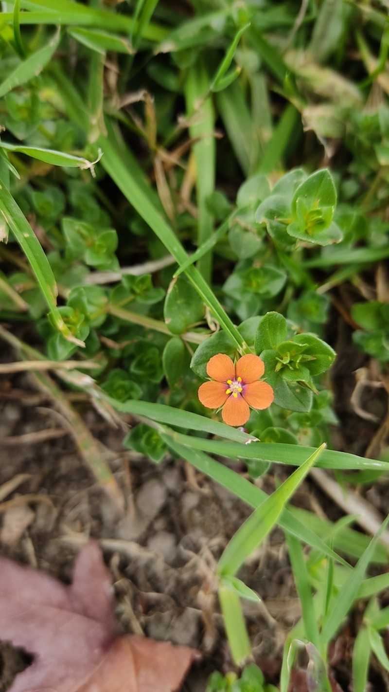Scarlet Pimpernel