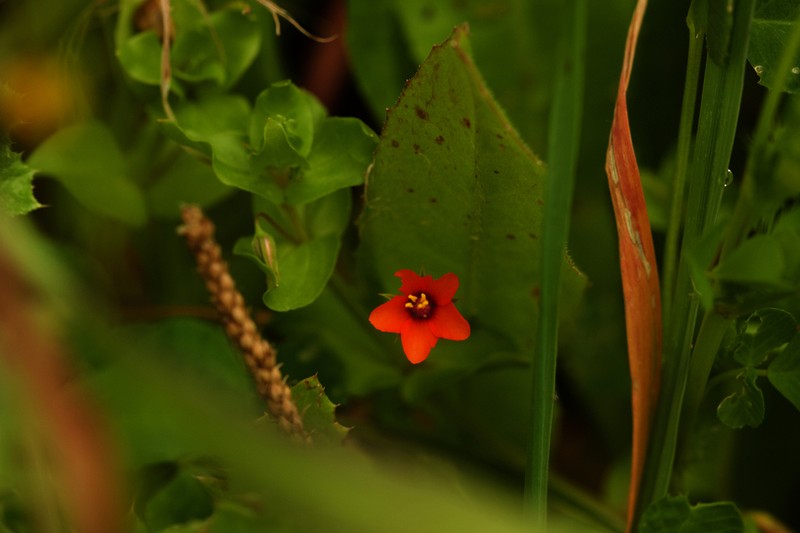 Scarlet Pimpernel photo 8