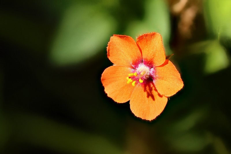 Scarlet Pimpernel photo 4