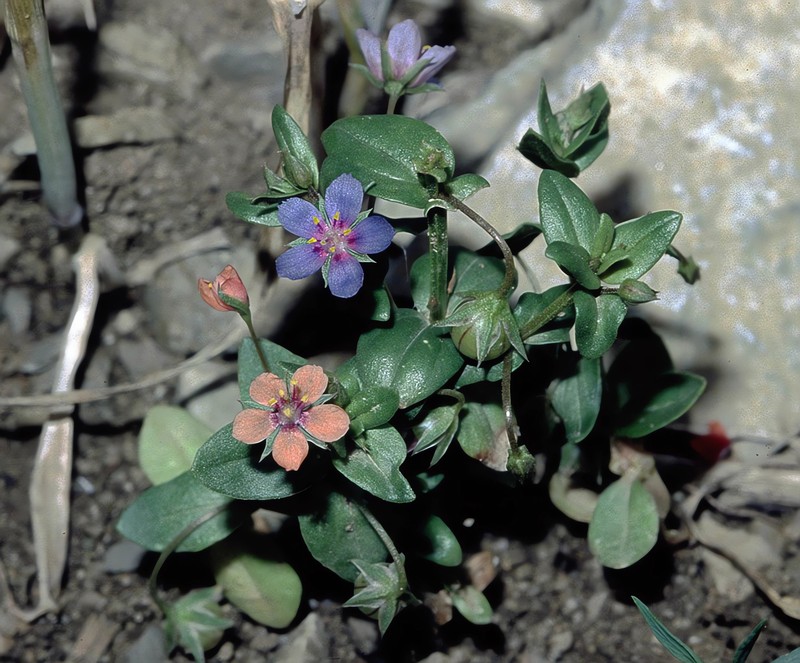 Scarlet Pimpernel photo 5