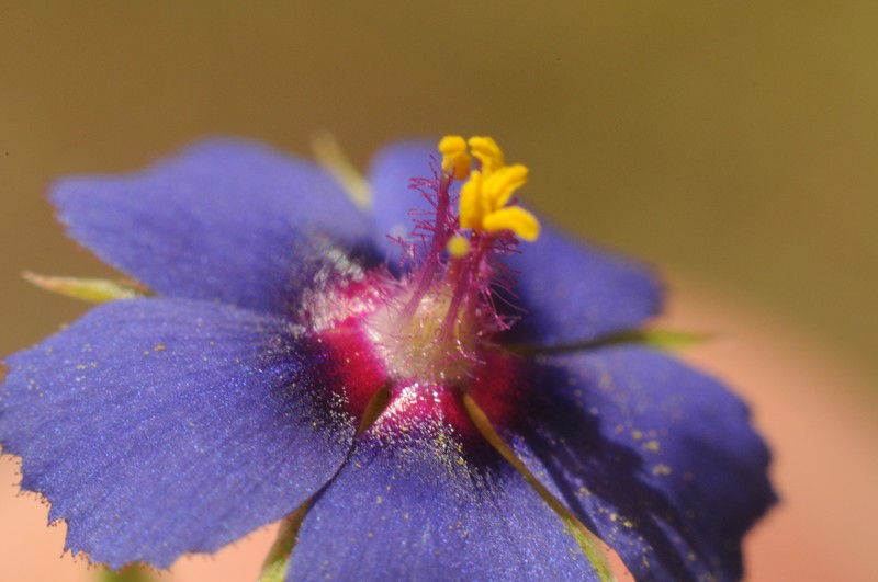 Scarlet Pimpernel photo 6