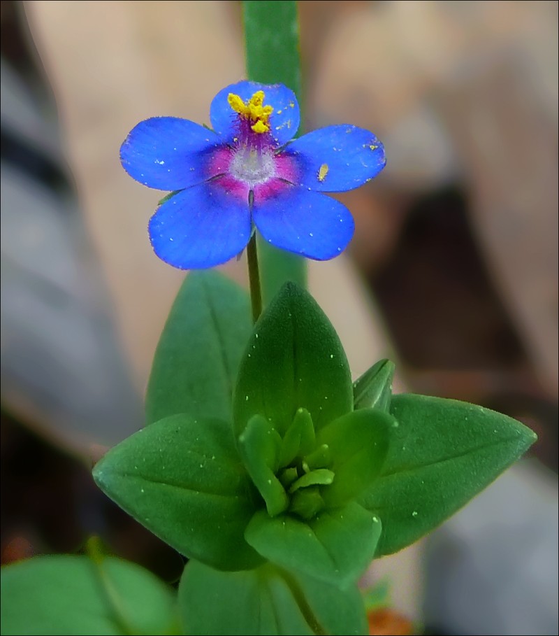 Scarlet Pimpernel photo 8