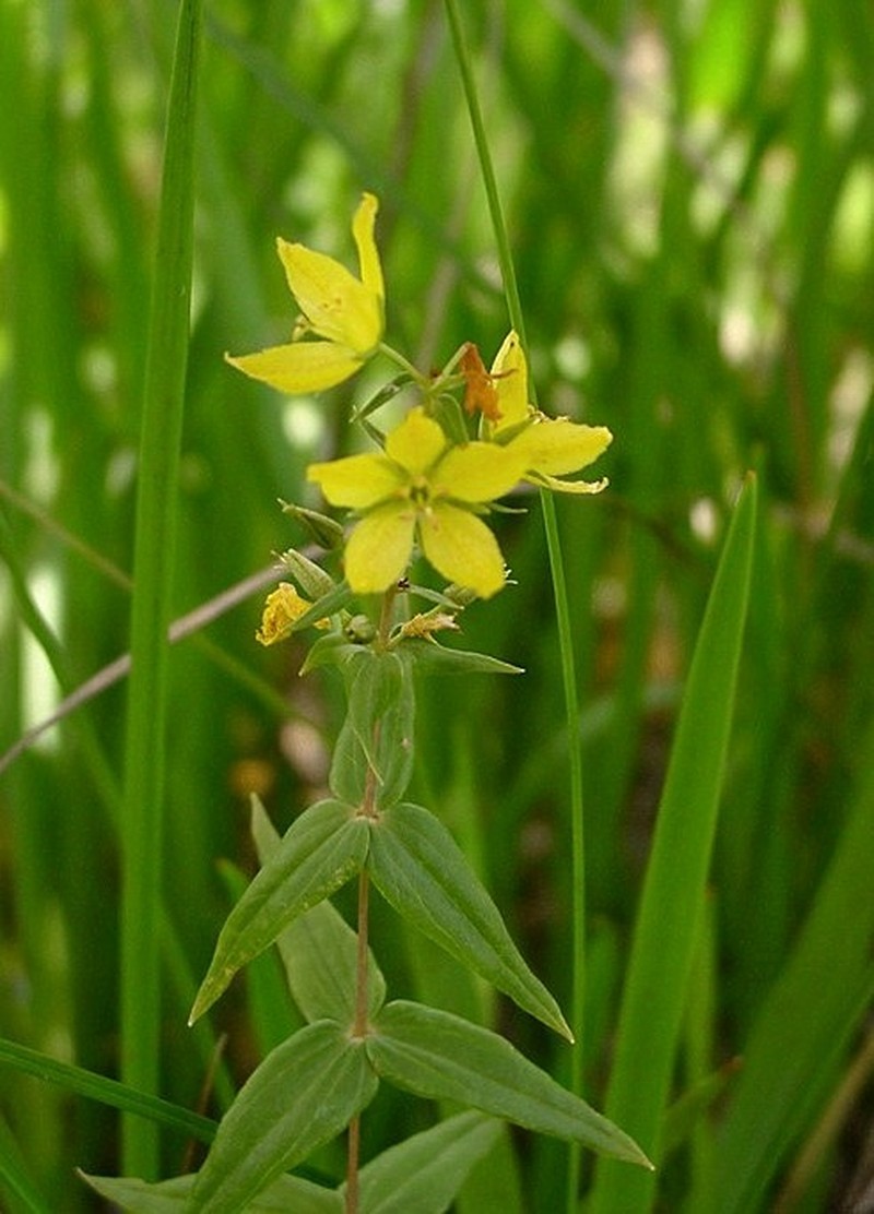 Roughleaf Yellow Loosestrife
