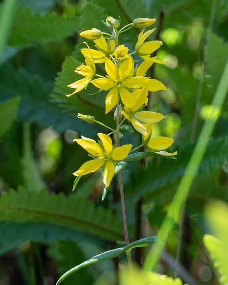 Roughleaf Yellow Loosestrife photo 2