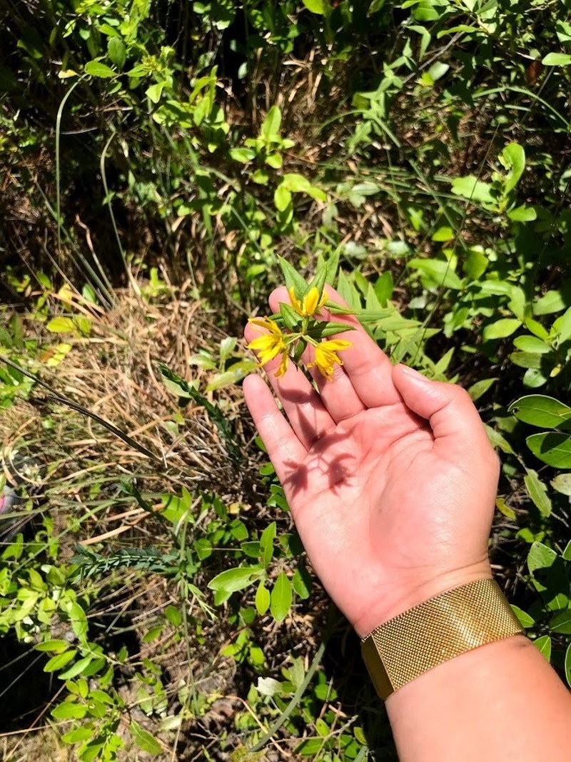 Roughleaf Yellow Loosestrife photo 3