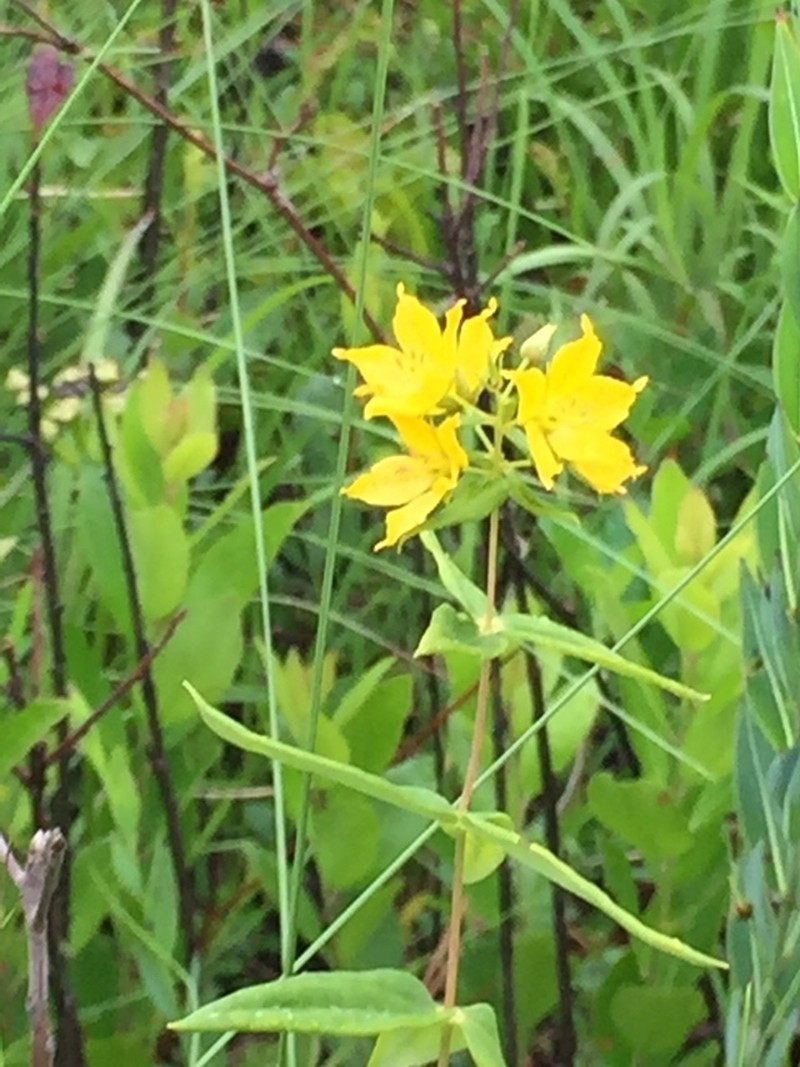 Roughleaf Yellow Loosestrife photo 4
