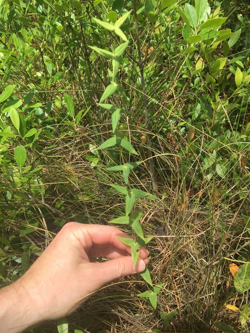Roughleaf Yellow Loosestrife photo 5
