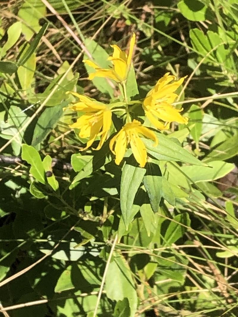 Roughleaf Yellow Loosestrife photo 6