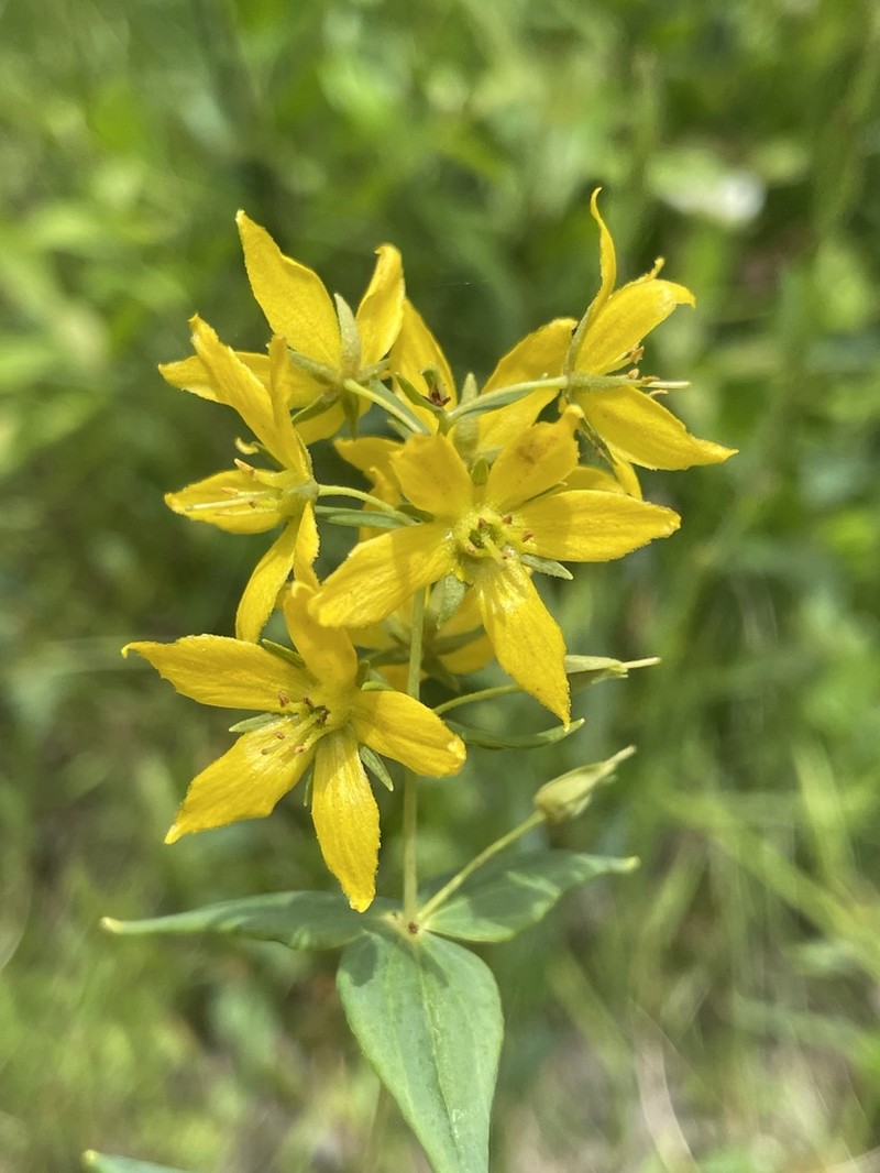 Roughleaf Yellow Loosestrife photo 7