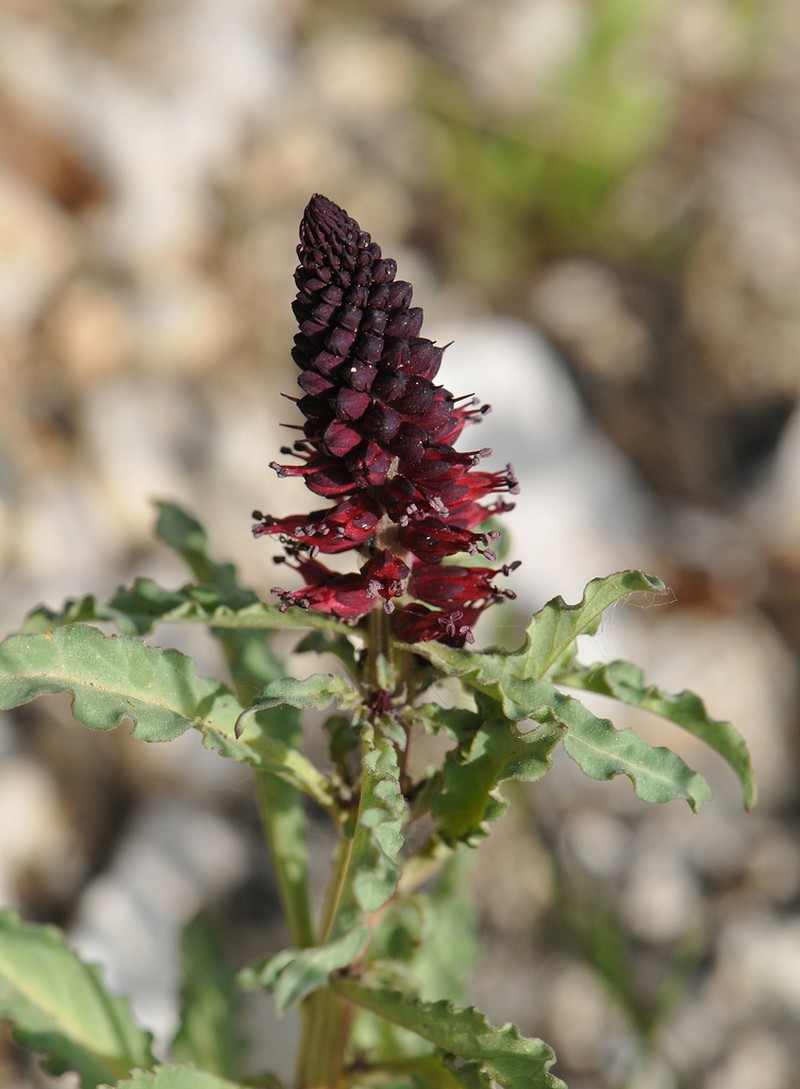 Lysimachia atropurpurea